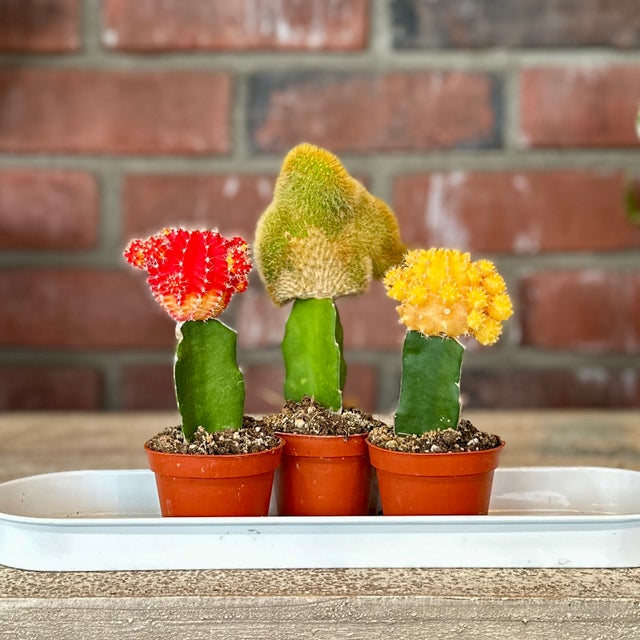 HOUSEPLANTS | Paisley Gardens