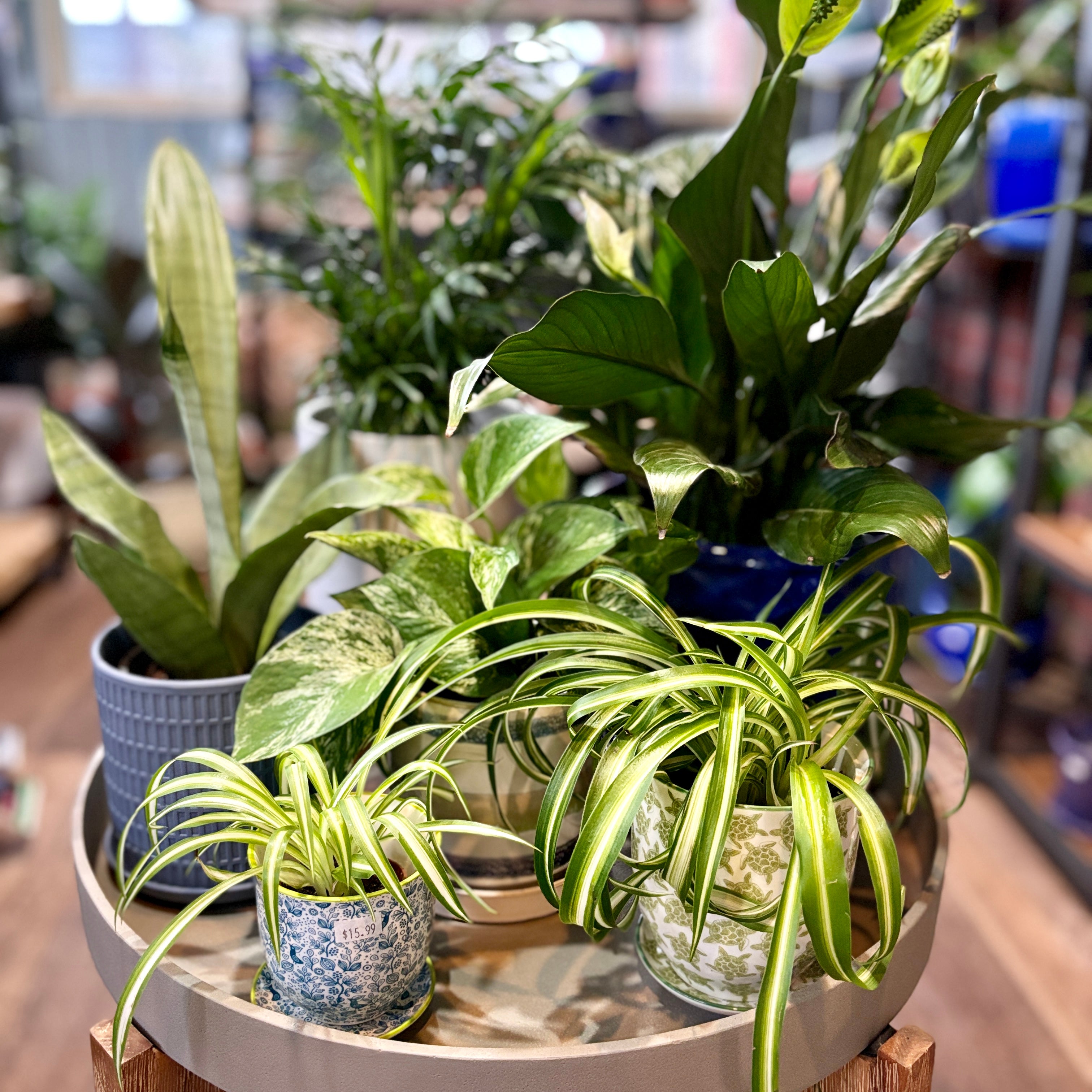 HOUSEPLANTS | Paisley Gardens