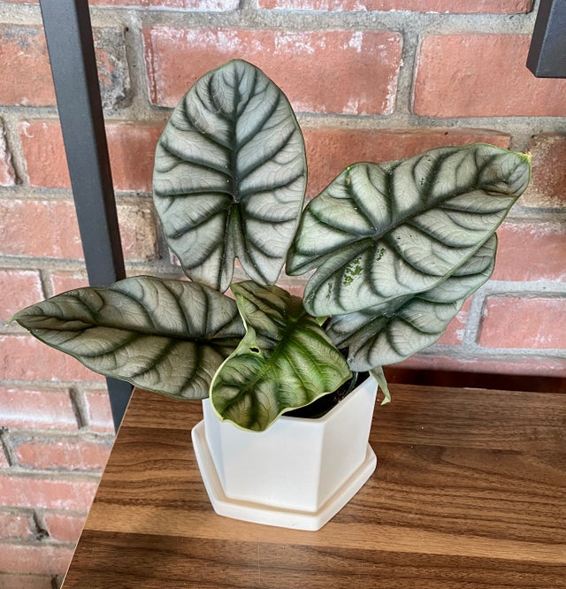 HOUSEPLANTS | Paisley Gardens