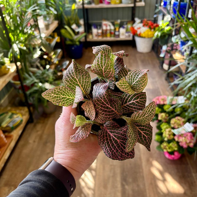 HOUSEPLANTS | Paisley Gardens