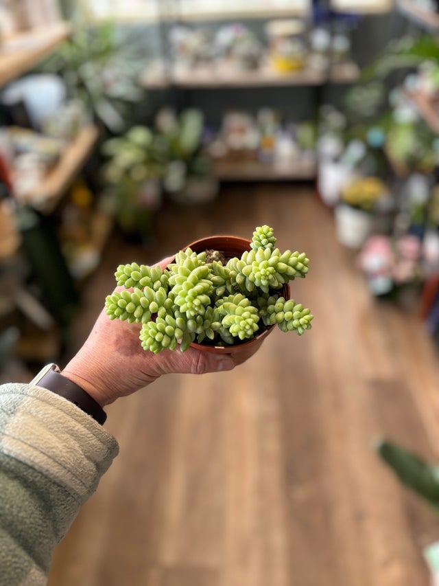 HOUSEPLANTS | Paisley Gardens