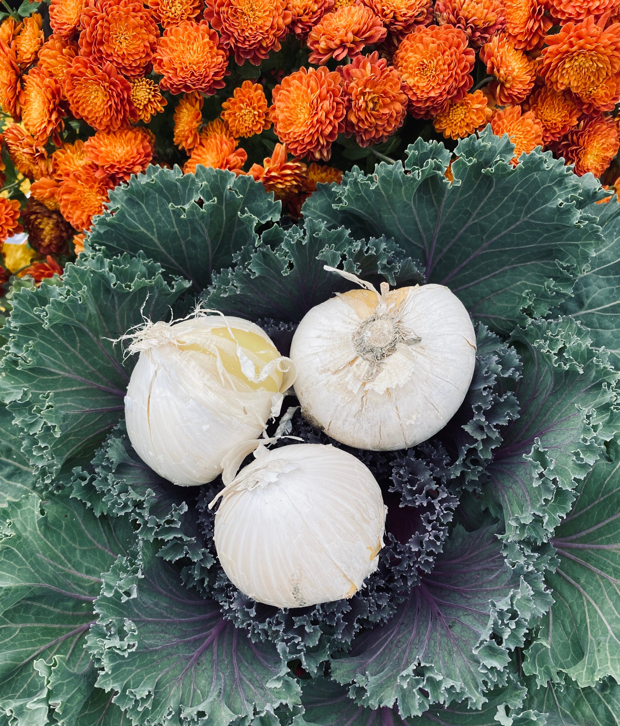 Giant Allium Gladiator Paisley Gardens