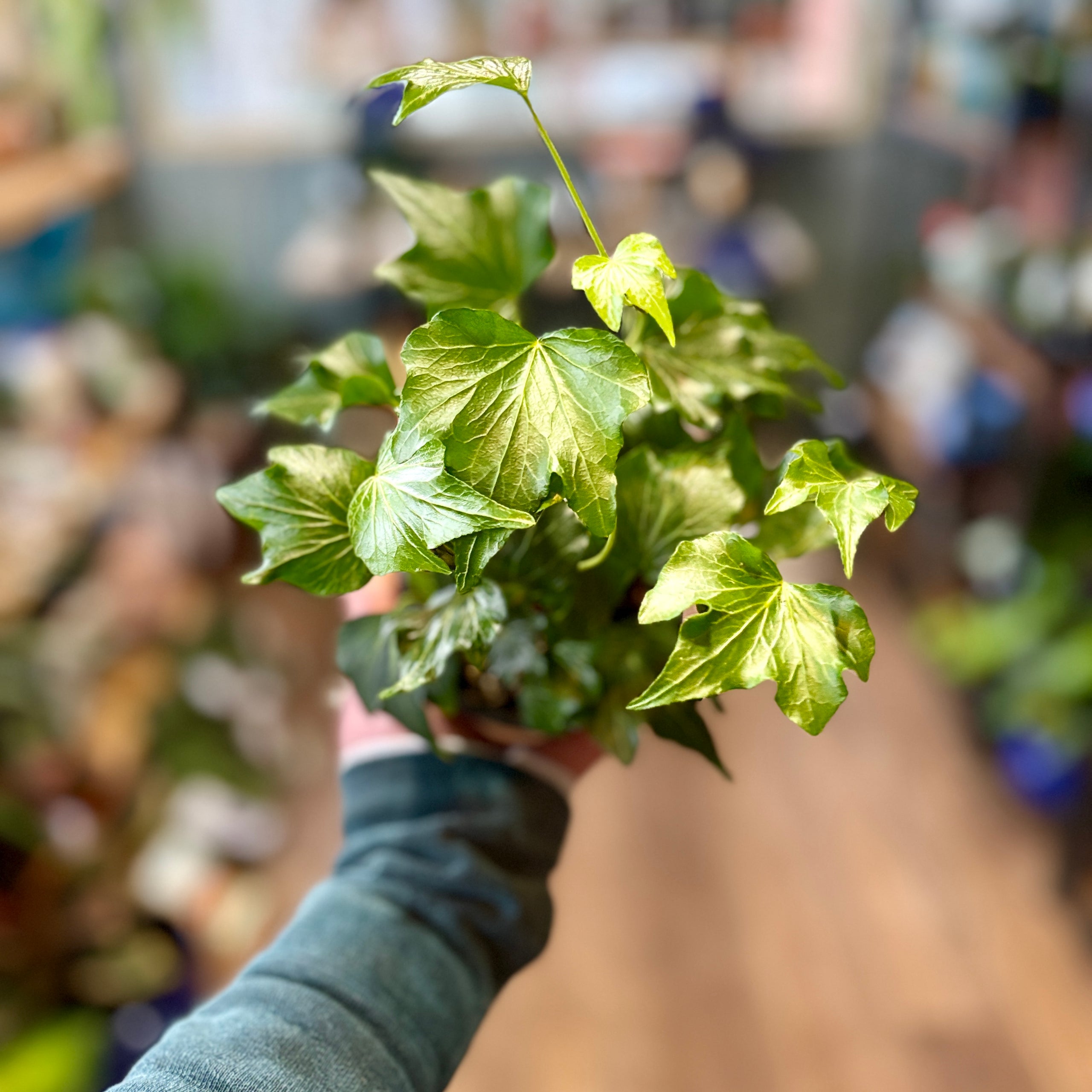 English Ivy Near Me Basics and Control Methods