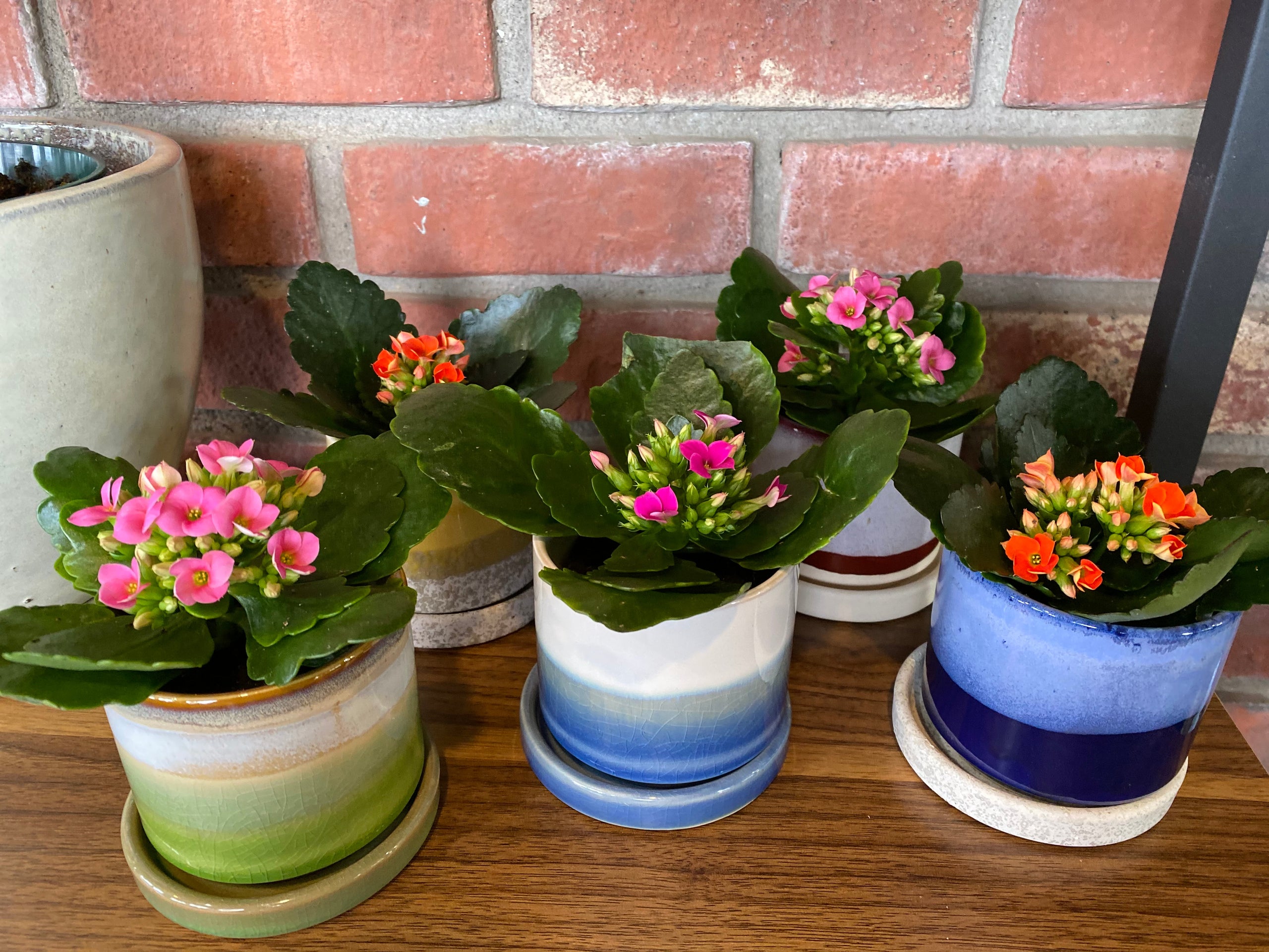 Calandiva Paisley Gardens