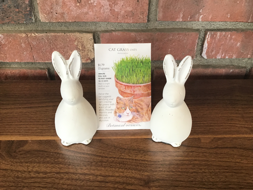 Cat Grass Oats Paisley Gardens