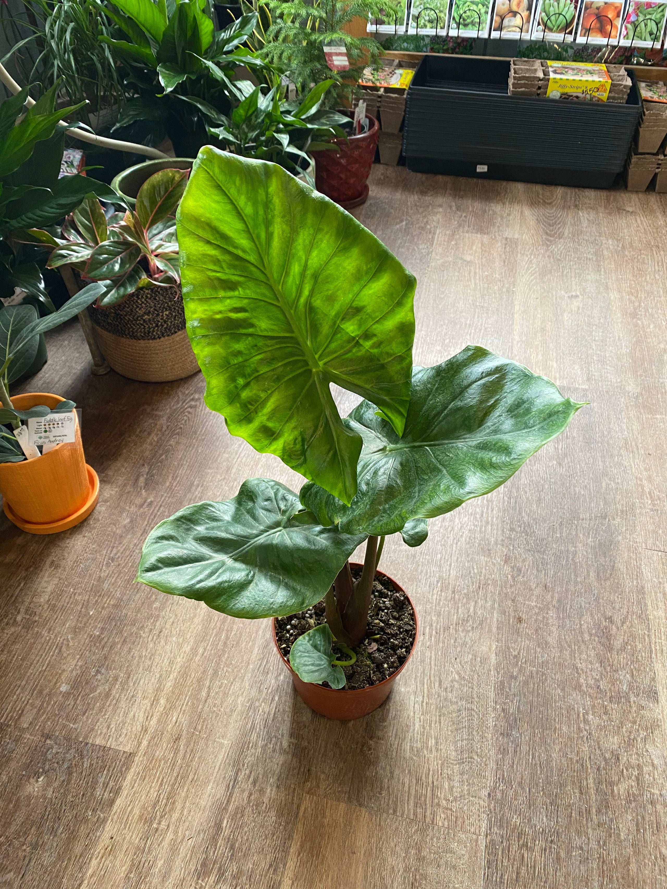 Alocasia Paisley Gardens