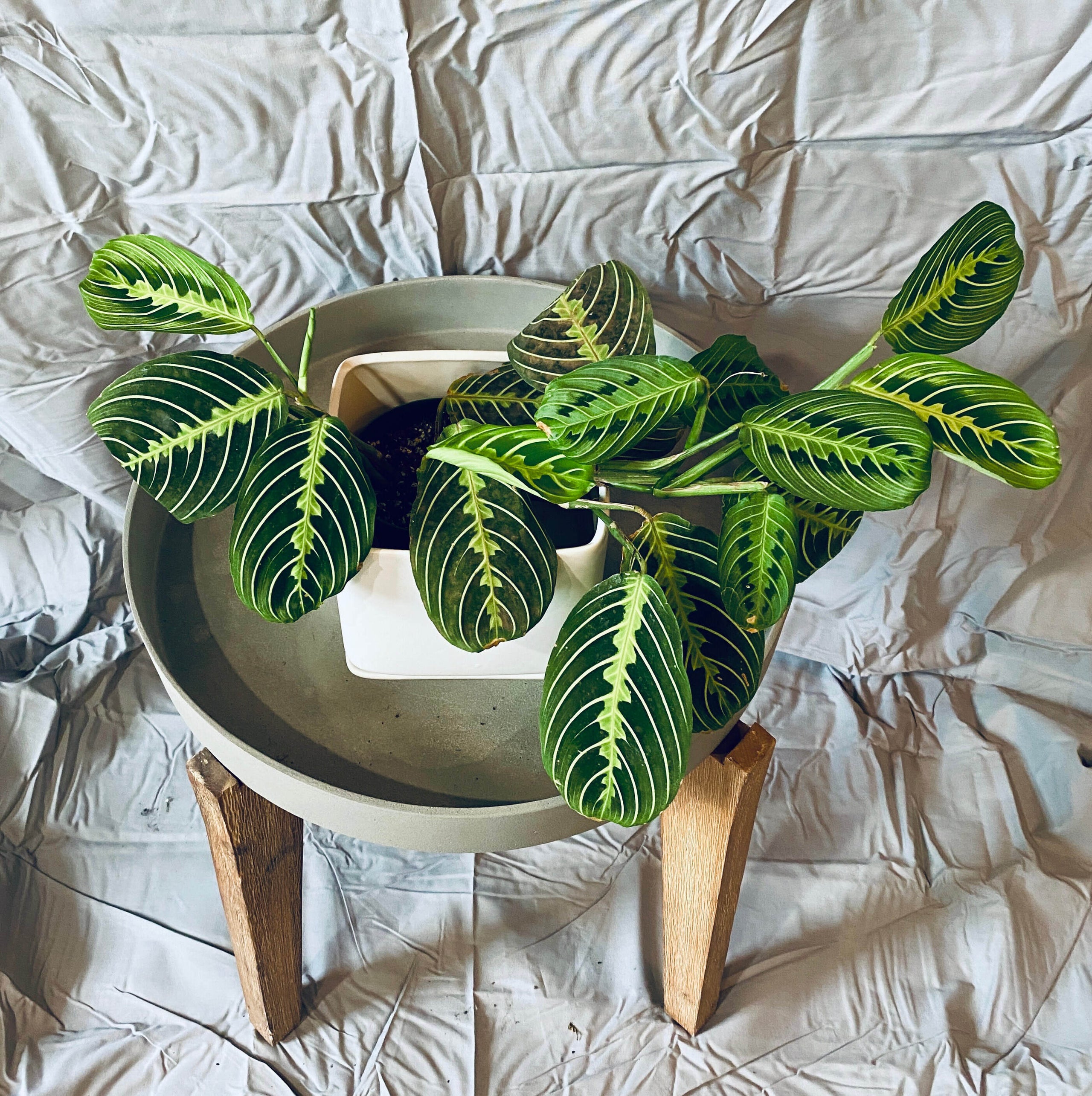 Prayer Plant Paisley Gardens